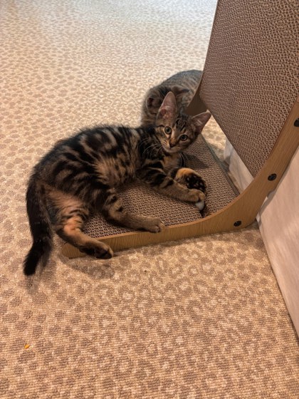 Shelter Stray Female Cat last seen Near Landgraf Cove, 30034, GA, 3280 Chamblee Dunwoody Rd, Chamblee, GA 30341, USA