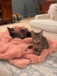 Shelter Stray Male Cat last seen Near Landgraf Cove, 30034, GA, 3280 Chamblee Dunwoody Rd, Chamblee, GA 30341, USA