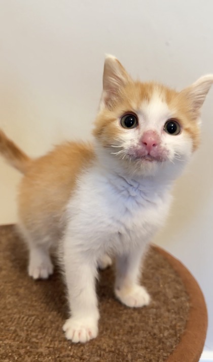 Shelter Stray Male Cat last seen Near N McDonough St, Decatur, GA 30030, 30030, GA, 3280 Chamblee Dunwoody Rd, Chamblee, GA 30341, USA