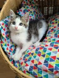 Shelter Stray Male Cat last seen Near Rosser Ter, Tucker, GA 30084, 30084, GA, 3280 Chamblee Dunwoody Rd, Chamblee, GA 30341, USA