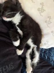 Shelter Stray Male Cat last seen Near Old Front St, 30083, GA, 3280 Chamblee Dunwoody Rd, Chamblee, GA 30341, USA
