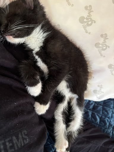 Shelter Stray Male Cat last seen Near Old Front St, 30083, GA, 3280 Chamblee Dunwoody Rd, Chamblee, GA 30341, USA