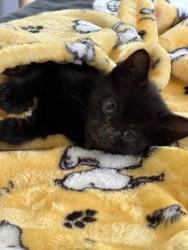 Shelter Stray Male Cat last seen Near Old Front St, 30083, GA, 3280 Chamblee Dunwoody Rd, Chamblee, GA 30341, USA