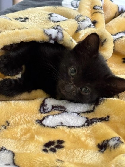 Shelter Stray Male Cat last seen Near Old Front St, 30083, GA, 3280 Chamblee Dunwoody Rd, Chamblee, GA 30341, USA
