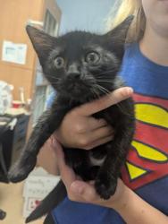 Shelter Stray Male Cat last seen Rebecca Way Lithonia, GA 30058, 30058, GA, 3280 Chamblee Dunwoody Rd, Chamblee, GA 30341, USA