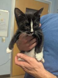 Shelter Stray Male Cat last seen Rebecca Way Lithonia, GA 30058, 30058, GA, 3280 Chamblee Dunwoody Rd, Chamblee, GA 30341, USA