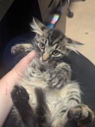 Shelter Stray Female Cat last seen Near Summerset Lane 30338, 30338, GA, 3280 Chamblee Dunwoody Rd, Chamblee, GA 30341, USA