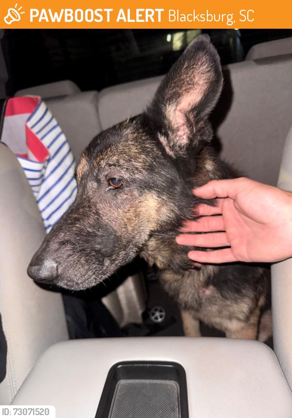 Found/Stray Unknown Dog last seen Blacksburg South Carolina Welcome Center rest area on I-85, Blacksburg, SC 29702