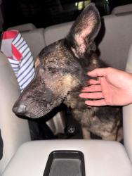 Found/Stray Unknown Dog last seen Blacksburg South Carolina Welcome Center rest area on I-85, Blacksburg, SC 29702