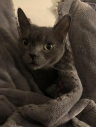Lost Female Cat last seen East Main Street and crest wood street, Torrington, CT 06790