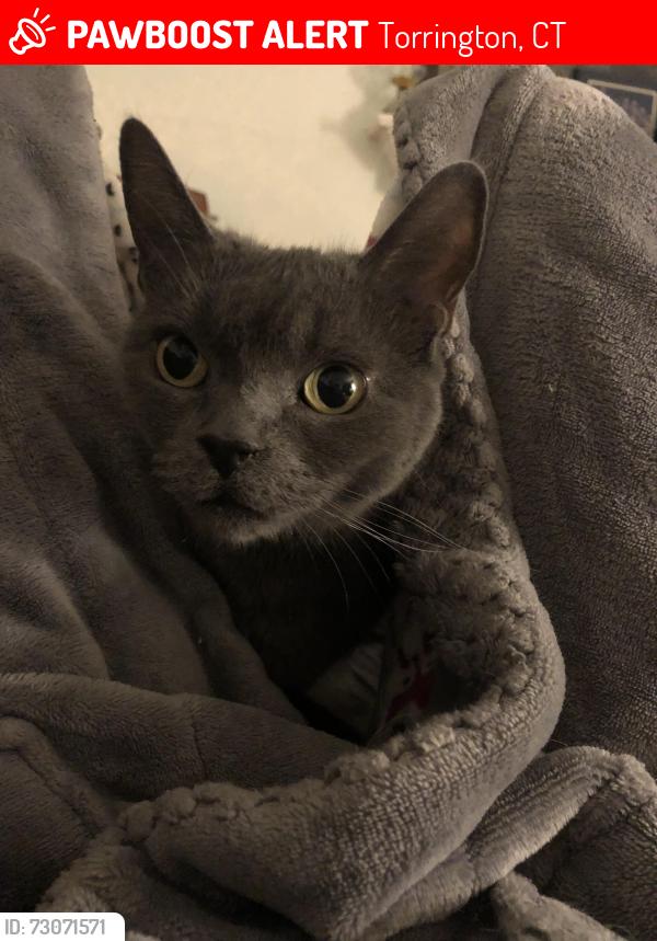 Lost Female Cat last seen East Main Street and crest wood street, Torrington, CT 06790