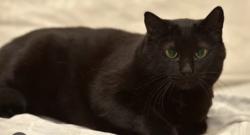 Reunited Female Cat last seen Near tiara st, Los Angeles, CA 91316