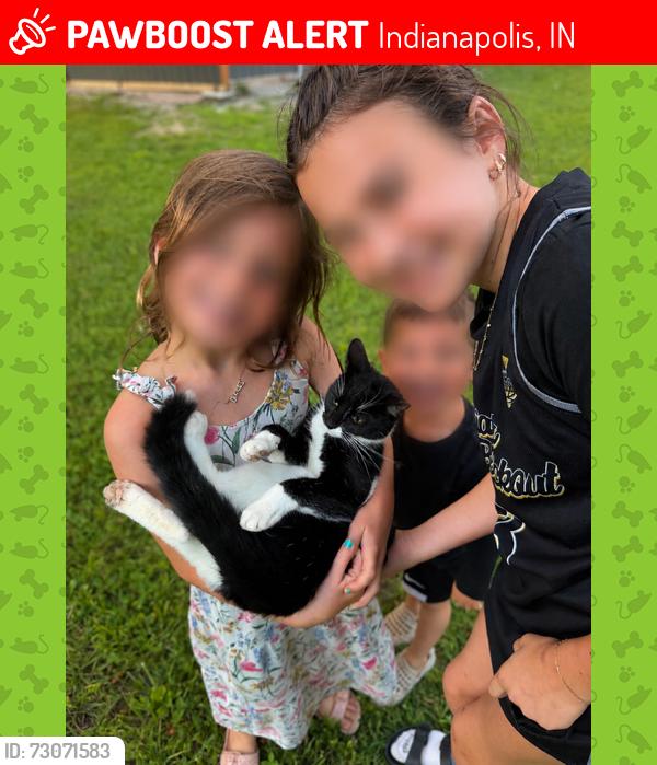 Lost Female Cat last seen 64rd and Lee Road, Indianapolis, IN 46236