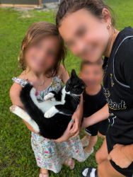 Lost Female Cat last seen 64rd and Lee Road, Indianapolis, IN 46236