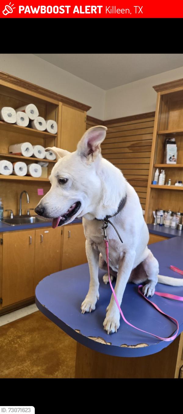 Lost Male Dog last seen Mesa Drive, Killeen, TX 76542