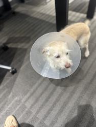 Found/Stray Male Dog last seen oblate, San Antonio, TX 78212