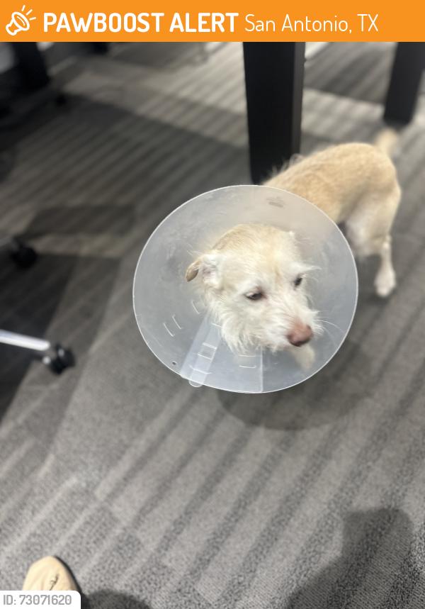 Found/Stray Male Dog last seen oblate, San Antonio, TX 78212