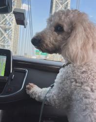 Lost Female Dog last seen Near and hard rock hotel , Hollywood, FL 33021