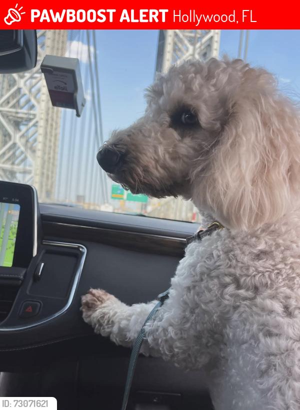Lost Female Dog last seen Near and hard rock hotel , Hollywood, FL 33021