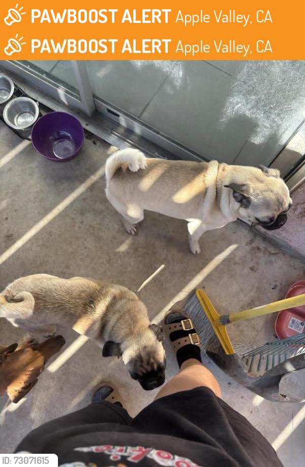 Found/Stray Male Dog last seen Navajo, Apple Valley, CA 92395
