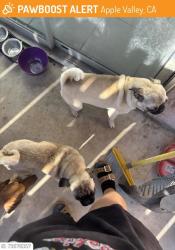 Found/Stray Male Dog last seen Navajo, Apple Valley, CA 92395