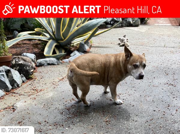 Lost Male Dog last seen Doray St, pleasant hill, Pleasant Hill, CA 94523