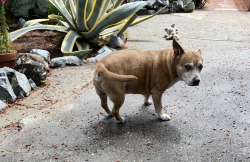 Lost Male Dog last seen Doray St, pleasant hill, Pleasant Hill, CA 94523
