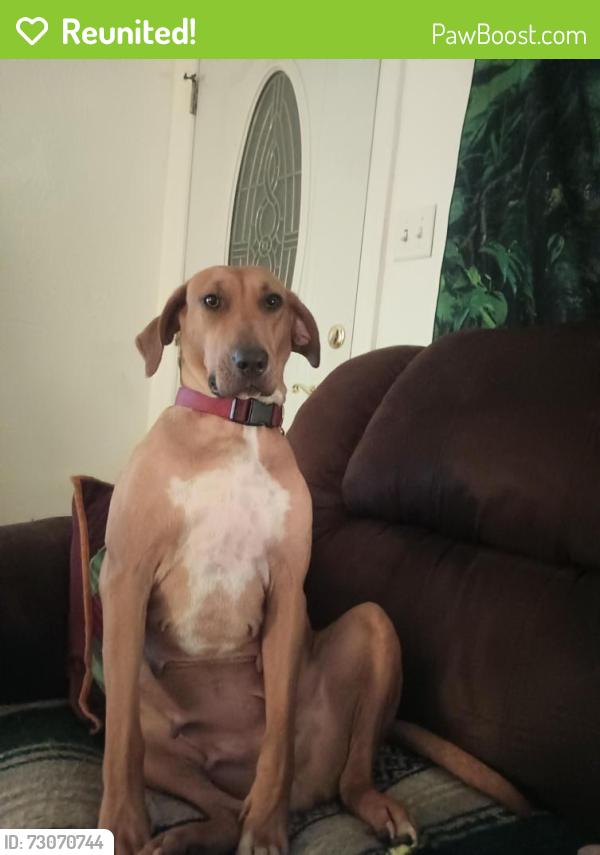 Reunited Female Dog last seen Poinciana ct. Cul-de-sac , Melbourne, FL 32935