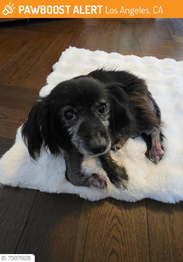 Found/Stray Female Dog last seen La Brea / San Vicente, Los Angeles, CA 90035