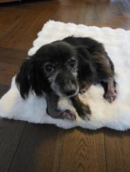 Found/Stray Female Dog last seen La Brea / San Vicente, Los Angeles, CA 90035