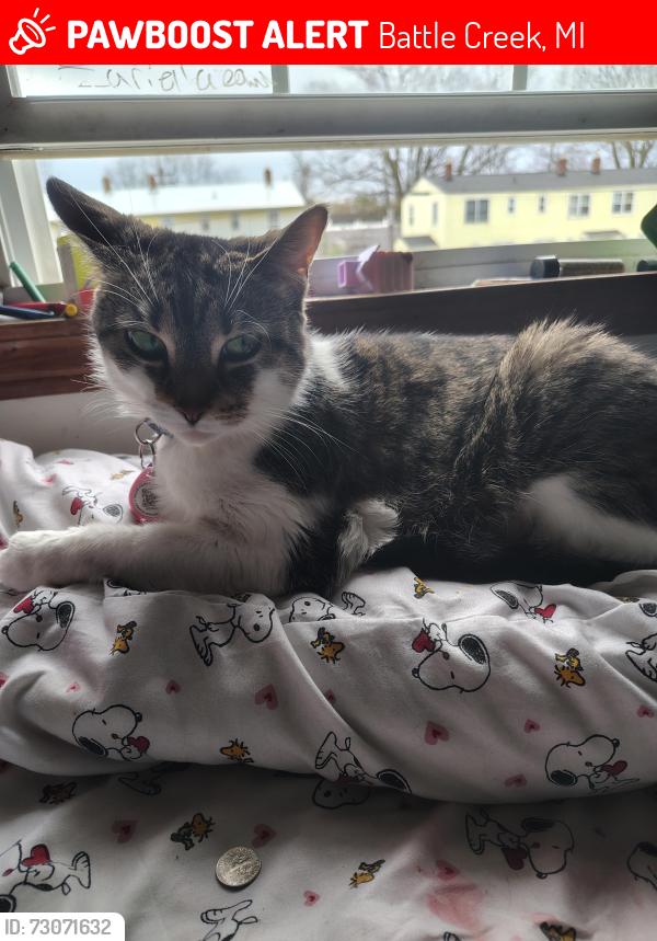 Lost Female Cat last seen 22nd St/ Territorial, Battle Creek, MI 49015