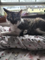 Lost Female Cat last seen 22nd St/ Territorial, Battle Creek, MI 49015