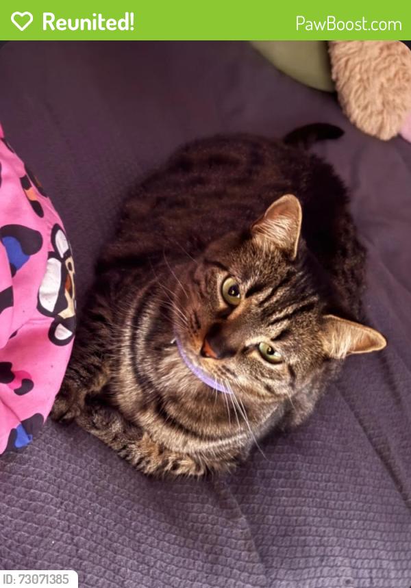 Reunited Female Cat last seen Across from Daymond & Power street, Trenton, NJ 08611