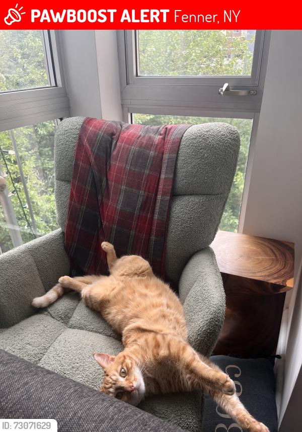 Lost Male Cat last seen Cody Road Cazenovia, NY, Fenner, NY 13037