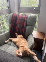 Lost Male Cat last seen Cody Road Cazenovia, NY, Fenner, NY 13037