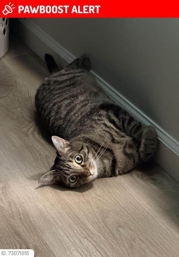 Lost Male Cat last seen Wappingers Rural Cemetery , Wappingers Falls, NY 12590