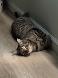 Lost Male Cat last seen Wappingers Rural Cemetery , Wappingers Falls, NY 12590