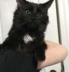 Lost Female Cat last seen Carl Steiner Rd, Fayetteville, NC 28311