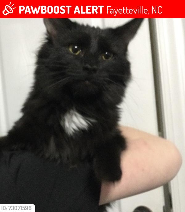 Lost Female Cat last seen Carl Steiner Rd, Fayetteville, NC 28311