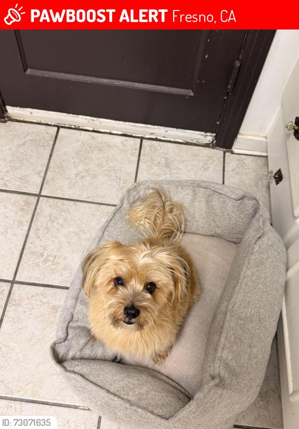 Lost Male Dog last seen Clinton and Fruit, Fresno, CA 93705