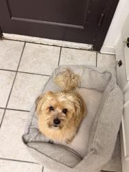 Lost Male Dog last seen Clinton and Fruit, Fresno, CA 93705