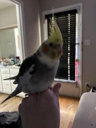 Lost Male Bird last seen Bank St, Graham, NC 27253