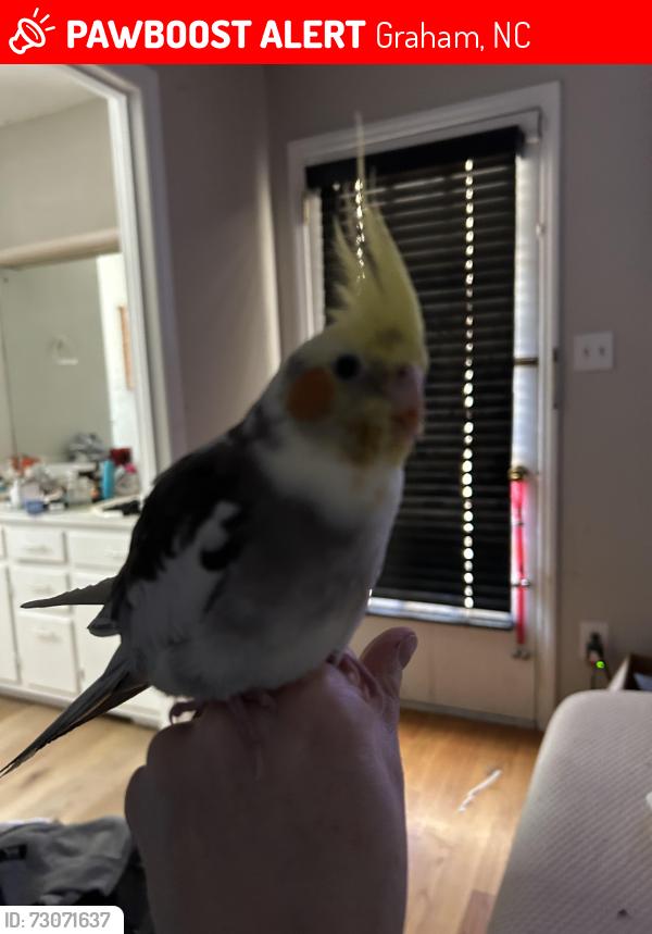 Lost Male Bird last seen Bank St, Graham, NC 27253