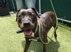 Shelter Stray Female Dog last seen E 238 Street, BRONX, NY, 10463, 326 E 110th St, New York, NY 10029, USA