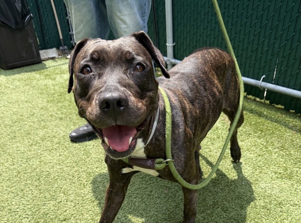 Shelter Stray Female Dog last seen E 238 Street, BRONX, NY, 10463, 326 E 110th St, New York, NY 10029, USA