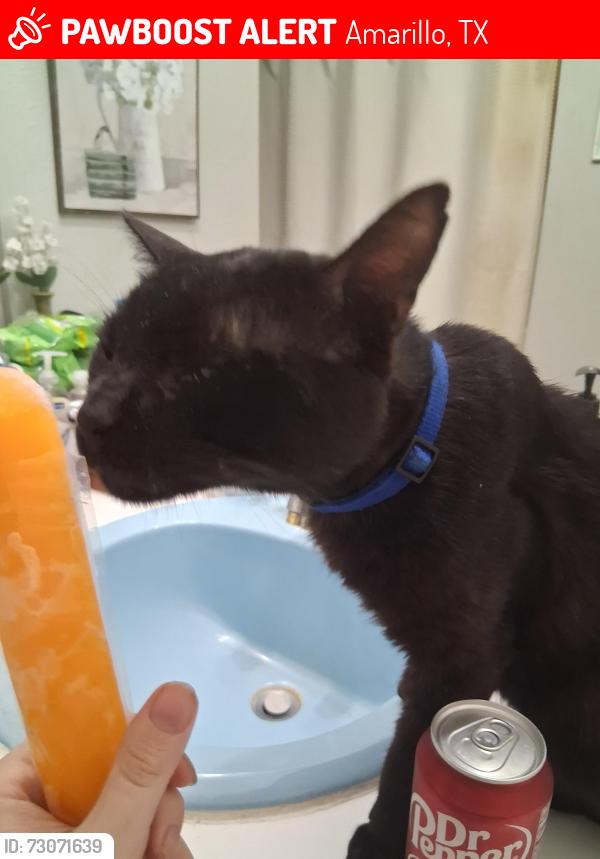 Lost Male Cat last seen estacado area and 7100 south bell sonic, Amarillo, TX 79109