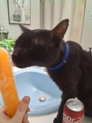 Lost Male Cat last seen estacado area and 7100 south bell sonic, Amarillo, TX 79109