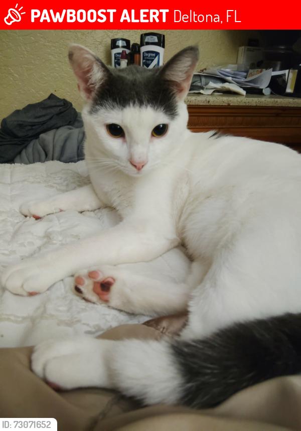 Lost Male Cat last seen Howland Blvd, Deltona, FL 32738
