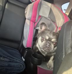 Found/Stray Unknown Dog last seen 42nd st Odessa Tx, West Odessa, TX 79764