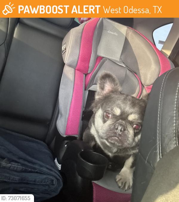 Found/Stray Unknown Dog last seen 42nd st Odessa Tx, West Odessa, TX 79764